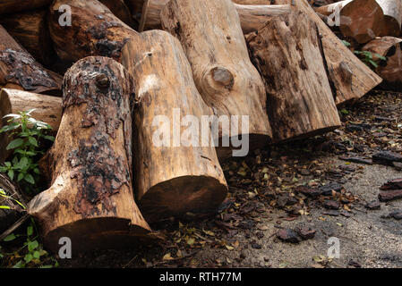 Pali di legno duro di alberi utilizzati per fare carbone oppure bruciato in un camino. Foto Stock