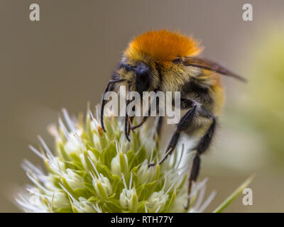 Great yellow bumblebee (Bombus distinguendus). Wild bee on wildflower eating nectar in nature reserve in Cevennes, France Foto Stock