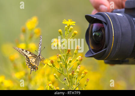 Bella coda forcuta farfalla su fiore giallo fotografato dal Wildlife Photographer da breve distanza Foto Stock