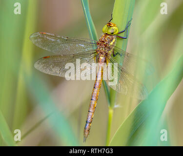 Green-eyed hawker (Aeshna isoceles) in appoggio sul reed con sfocato sfondo verde Foto Stock