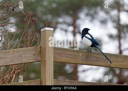 Eurasian gazza (Pica pica) aka gazza comune seduto sulla recinzione di legno Foto Stock