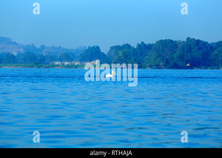 Pelican, Lago Tana, Amhara Region, Etiopia Foto Stock