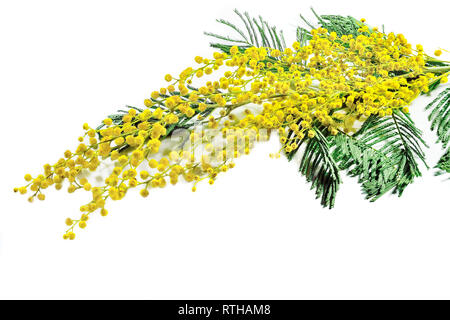 Ramo di fioritura Mimosa (Acacia dealbata) con giallo brillante fiori soffice e delicato foglie verde vicino, su sfondo bianco isolato. Inizio Foto Stock