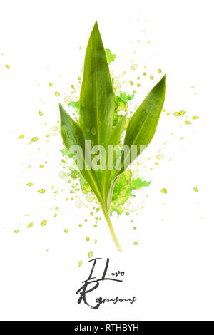 Grande foto montaggio con explanting Ramsons su sfondo bianco Foto Stock