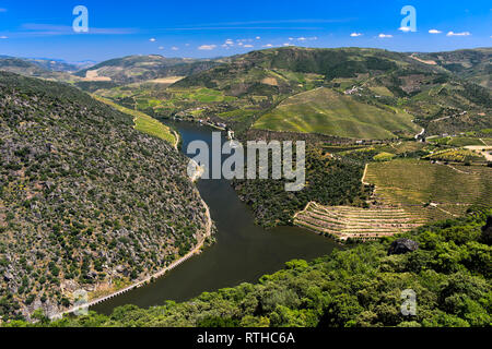 Paesaggio con fiume Douro e vigneti, superiore alla Valle del Douro, Portogallo Foto Stock