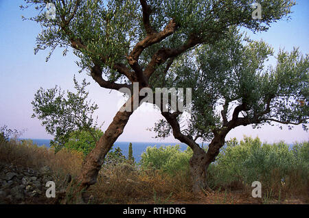 Ulivi secolari all'interno della cittadella veneziana, Koróni, Messenia, Grecia Foto Stock