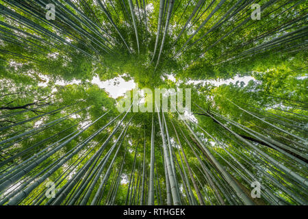 La mattina presto vista cielo da Sagano-Arashiyama Foresta di Bamboo, Kyoto, Giappone Foto Stock