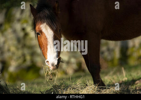 Bruno e bianco Cavallo munching su paglia in un campo, Summerbridge, Nidderdale, North Yorkshire, UK. Foto Stock