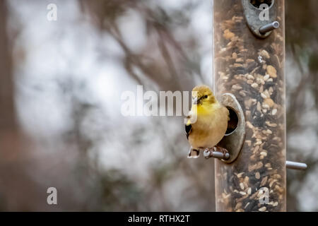 American Cardellino (Spinus tristis) a un alimentatore. Foto Stock
