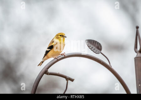 American Cardellino (Spinus tristis) a un alimentatore. Foto Stock
