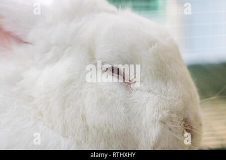 Coniglio Bianco con gli occhi rossi si trova in una gabbia da vicino Foto Stock