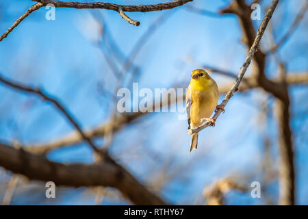 American Cardellino (Spinus tristis) a un alimentatore. Foto Stock