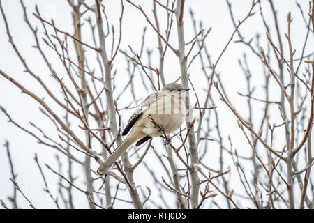 Northern Mockingbird (Mimus polyglottos) seduto in alcuni cespugli Foto Stock