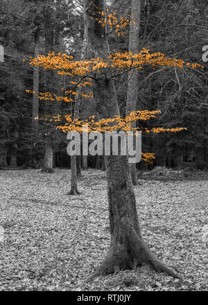 Colore schioccato in immagine di un bosco di faggi a Blackwater boschi sul Rhinefield unità ornamentali, New Forest, Hampshire, Inghilterra Foto Stock