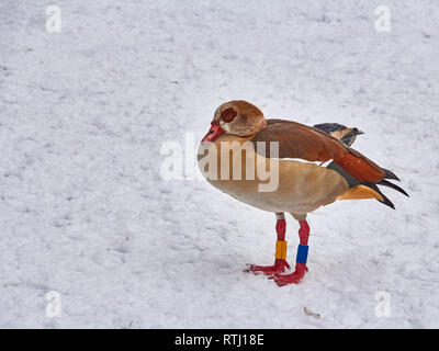 Oca in inverno nel Parco dopo la nevicata Foto Stock