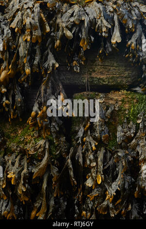 Le alghe in legno inguine con la bassa marea sulla costa del Kent, England, Regno Unito, Europa Foto Stock