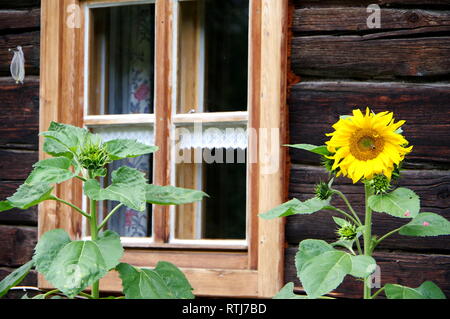 Facciata in legno con semi di girasole nella parte anteriore della finestra Foto Stock