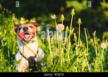 Happy dog ansimando e raffreddamento se stesso con una lunga lingua fuori della bocca a caldo giorno d'estate Foto Stock