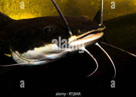 Redtail Catfish (Phractocephalus hemioliopterus) Foto Stock