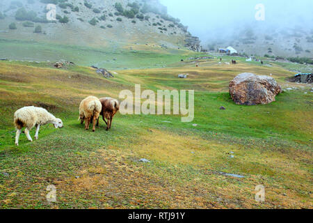 Kizilsu glacier park, Oytagh valley, Kizilsu Prefettura, Xinjiang Uyghur Regione autonoma, Cina Foto Stock