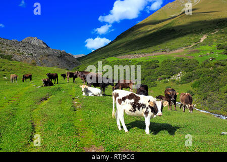 Altyn Arashan valley, Issyk Kul oblast, Kirghizistan Foto Stock