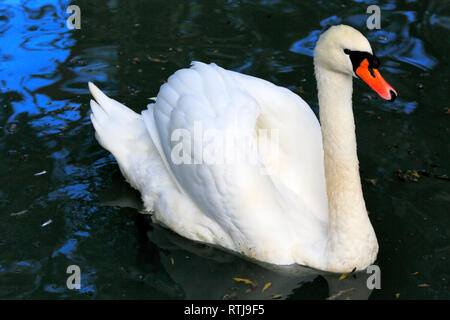 Il White Swan, Karakol, Issyk Kul oblast, Kirghizistan Foto Stock