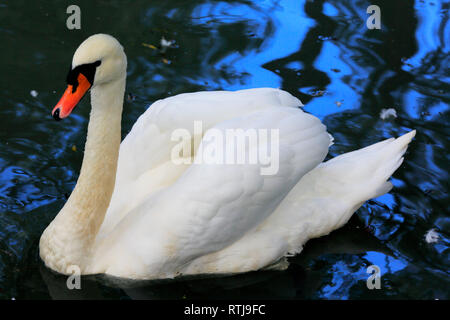 Il White Swan, Karakol, Issyk Kul oblast, Kirghizistan Foto Stock