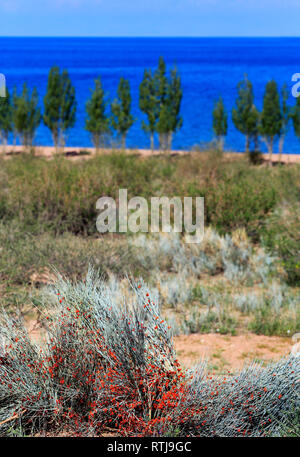 Issyk Kul Lake Shore, Issyk Kul oblast, Kirghizistan Foto Stock