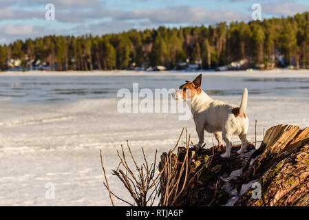 Cane in piedi sul ceppo di albero guardando il ghiaccio in fusione sul lago a soleggiata giornata di primavera Foto Stock