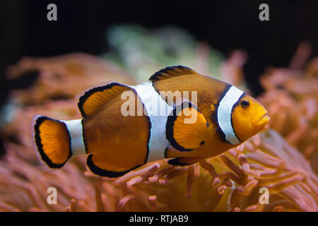 Ocellaris clownfish (Amphiprion ocellaris), noto anche come false percula clownfish, nuoto nel magnifico mare (anemone Heteractis magnifica). Foto Stock