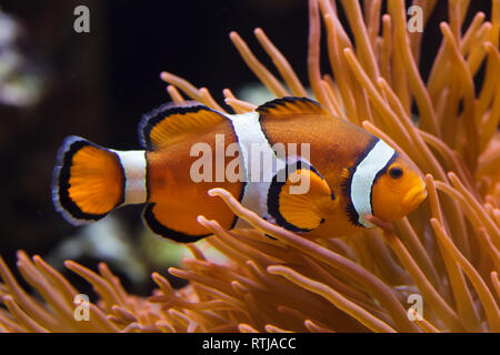 Ocellaris clownfish (Amphiprion ocellaris), noto anche come false percula clownfish, nuoto nel magnifico mare (anemone Heteractis magnifica). Foto Stock