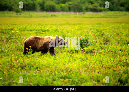 Orso bruno Ursus arctos, Opala river, penisola di Kamchatka, Russia Foto Stock