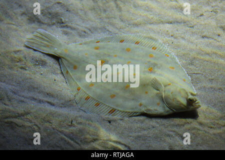 Passera di mare (Pleuronectes platessa), noto anche come il comune passera di mare. Foto Stock