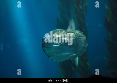 Ocean sunfish (Mola mola), noto anche come il comune di mola al Lisbon Oceanarium (Oceanário de Lisboa) a Lisbona, Portogallo. Foto Stock