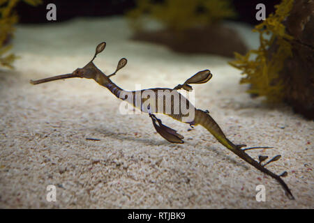 Weedy seadragon (Phyllopteryx taeniolatus), noto anche come il comune di Seadragon. Foto Stock