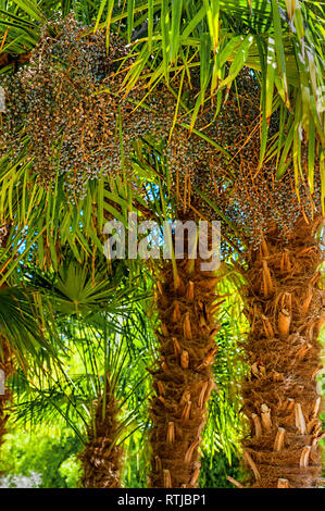 Un albero di palme che producono grappoli pendenti di date. Foto Stock