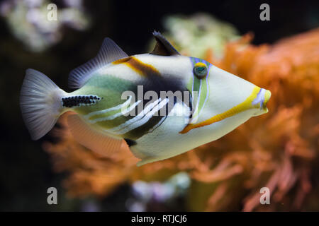 Laguna pesci balestra (Rhinecanthus aculeatus), noto anche come il Picasso triggerfish. Foto Stock