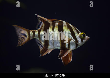 Vecchia moglie (Enoplosus armatus). Pesce tropicale. Foto Stock