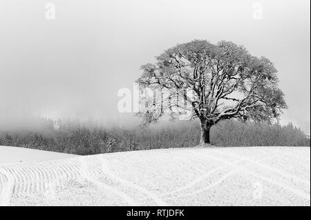 Un lone White Oak tree sorge su una collina agricola dopo il passaggio di una tempesta di neve ancora visibile in background. Foto Stock