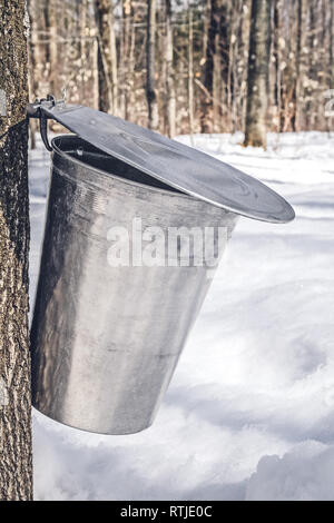 Benna di metallo su un albero di raccolta maple SAP. Tradizionale sciroppo di acero la produzione in Québec. Foto Stock