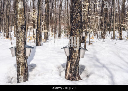 Tradizionale sciroppo di acero la produzione in Québec. Le benne di metallo sugli alberi per la raccolta maple SAP. Foto Stock