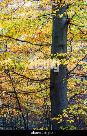 Autunno in legno Buckholt in Cotswolds, nel Gloucestershire. Foto Stock