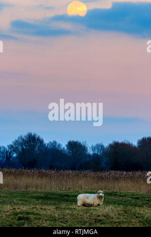 Supermoon rising over Romney Marsh con lone pecore al fondo del telaio in piedi che guarda al visualizzatore. Luna parzialmente coperto dal cloud. Foto Stock