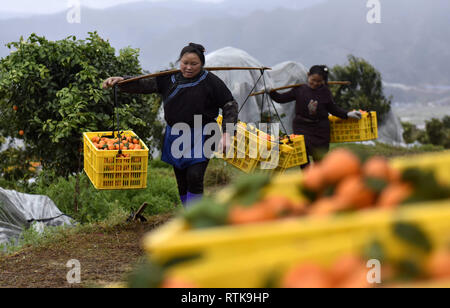 Rongjiang, della Cina di Guizhou. 2 Mar, 2019. Gli abitanti di un villaggio di convogliare le arance a Wangling villaggio di Zhongcheng township di Rongjiang County, a sud-ovest della Cina di Guizhou, Marzo 2, 2019. Le persone sono impegnati nella raccolta di arance in Rongjiang County. Rongjiang è stata impegnata a sviluppare la piantagione di frutta industria come un modo per incrementare il reddito delle persone. Credito: Jiang Zuoxian/Xinhua/Alamy Live News Foto Stock