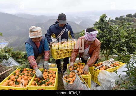 Rongjiang, della Cina di Guizhou. 2 Mar, 2019. Gli abitanti di un villaggio di disporre le arance a Wangling villaggio di Zhongcheng township di Rongjiang County, a sud-ovest della Cina di Guizhou, Marzo 2, 2019. Le persone sono impegnati nella raccolta di arance in Rongjiang County. Rongjiang è stata impegnata a sviluppare la piantagione di frutta industria come un modo per incrementare il reddito delle persone. Credito: Jiang Zuoxian/Xinhua/Alamy Live News Foto Stock