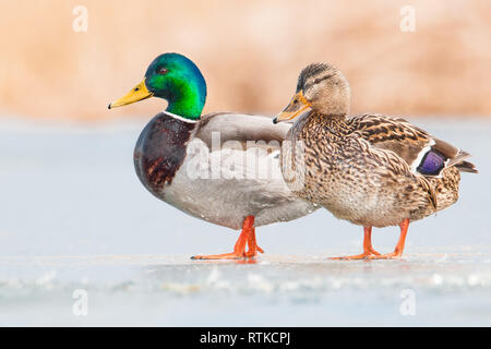 Coppia di germano reale (Anas platyrhynchos), bella da laghi e stagni, Ústí nad Labem distretto, Repubblica Ceca Foto Stock