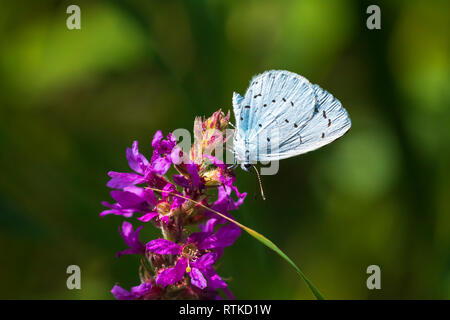 Un holly blue butterfly Celastrina argiolus alimentare sui fiori viola. L'agrifoglio è di colore blu pallido argento-blu ali macchiato con avorio pallido punti. Foto Stock