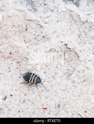 Insetto nero con tre strisce e lunghe antenne nella macchia nativa a Laguna Knuckeys nel Territorio Settentrionale dell'Australia Foto Stock