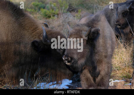 Bisonti europei (Bison bonasus), noto anche come wisent in Bielorussia nella foresta di Bialowieza, Bielorussia Foto Stock
