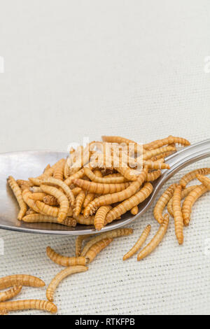 Mealworms commestibili / Tenebrio molitor in cucchiaio da cucina come un ingrediente ricco di proteine, insetti commestibili / insetti commestibili sono nuovi super. Gli insetti come cibo Foto Stock